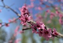 春天里的一抹粉红